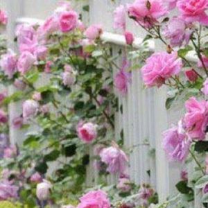 Meet your Posher, Basemah